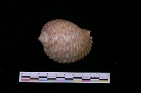 藏品(黃口鶉螺)的圖片